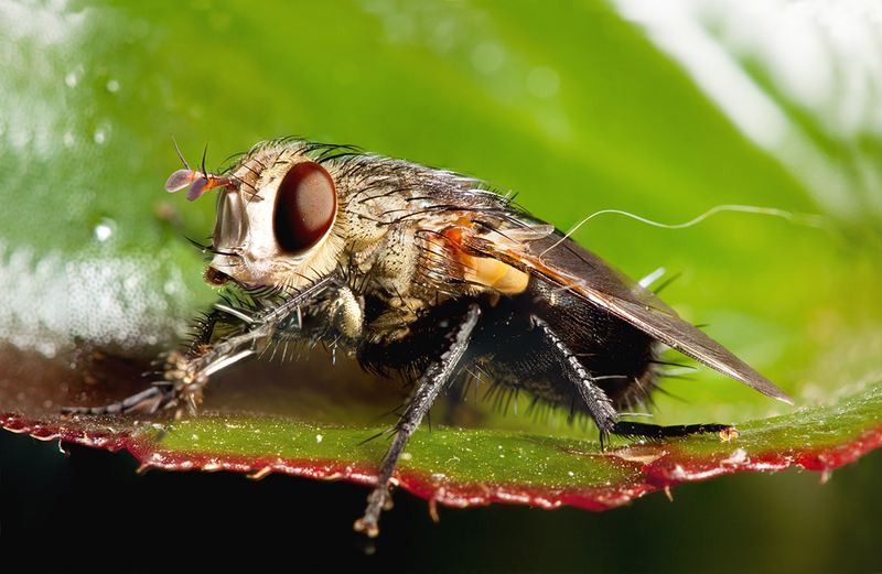 Illustration for article titled Shooting Challenge: Bugs 2